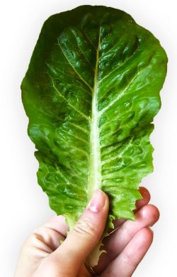 Revolution Farms Lettuce